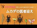 かかずゆみが作った折り紙の虫で人形劇！？『ムカデの医者迎え』