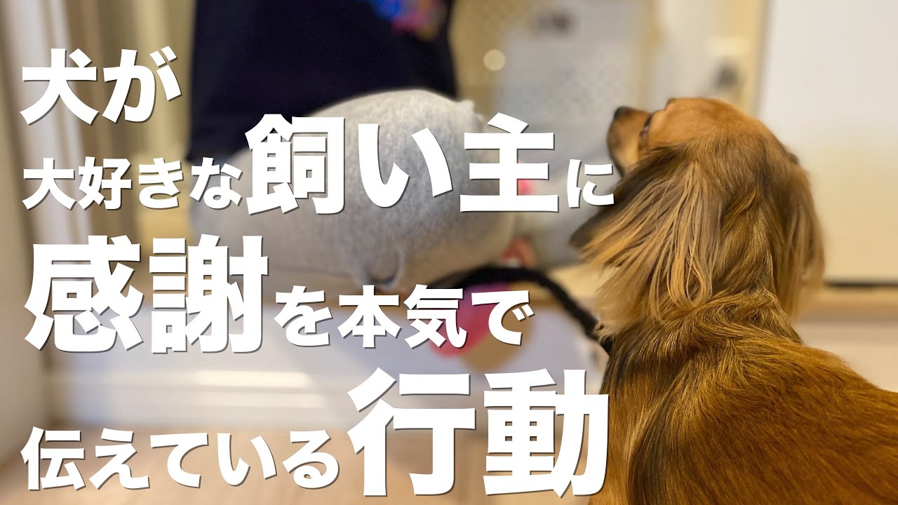 犬が大好きな飼い主に本気で感謝を伝えている行動 Youtube 犬が大好きな飼い主に本気で感謝を伝えている行動 Youtube