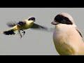 Сорокопут чернолобый (Lanius minor) - полёт охотника | Film Studio Aves