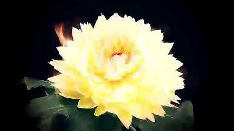 MONKEY3 - Ida (official video) - Napalm Records