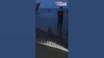 Hải Phòng: Một ngư dân bị cá mập tấn công | Vietnamnet