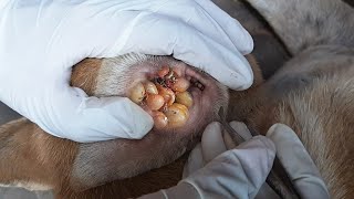 Million Take Care For Poor Dog | Get Rid Of Dog's Fleas And Ticks With Strongly Love