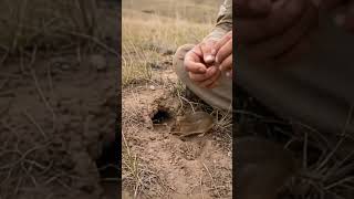 Field Research: Attaching a Tracking Device to a Small Mouse