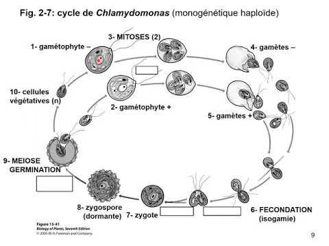 Vidéo: Comment s'appelle le processus par lequel la chlamydomonas fabrique du glucose ?