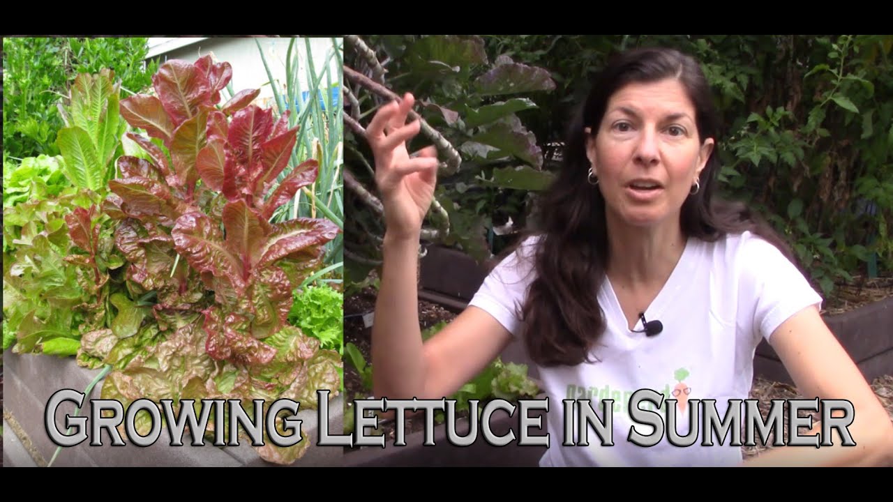 How to Grow Lettuce in Summer Heat YouTube