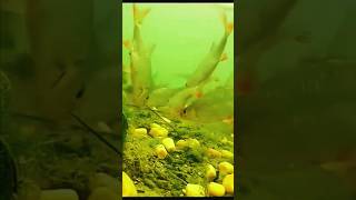 бомбическая паклёвка #кукуруза #shukashov #fishing