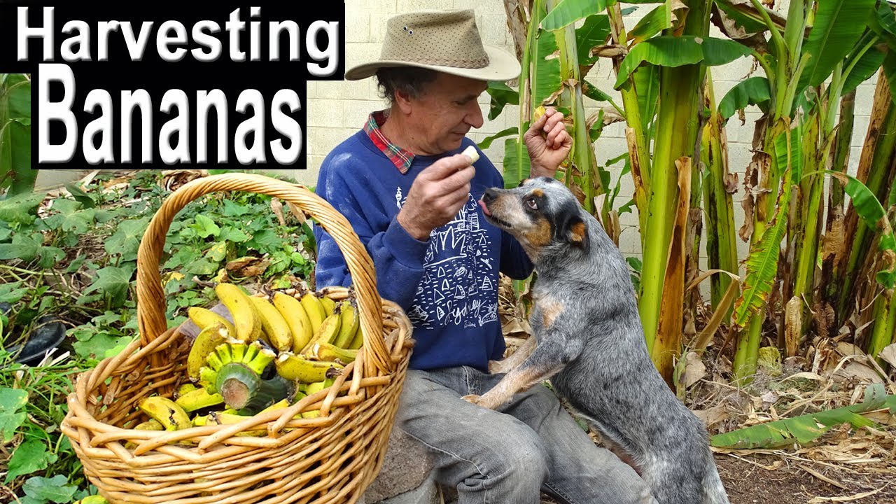 BANANA HARVEST How to Grow Bananas in Food Garden COMPOST in Place