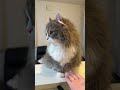 ごはんの音に敏感すぎる猫たちwww