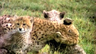 How Animal Mothers Help Their Babies Survive Against All Odds