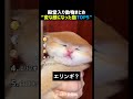 変な顔になってしまった猫TOP5 🐱😹