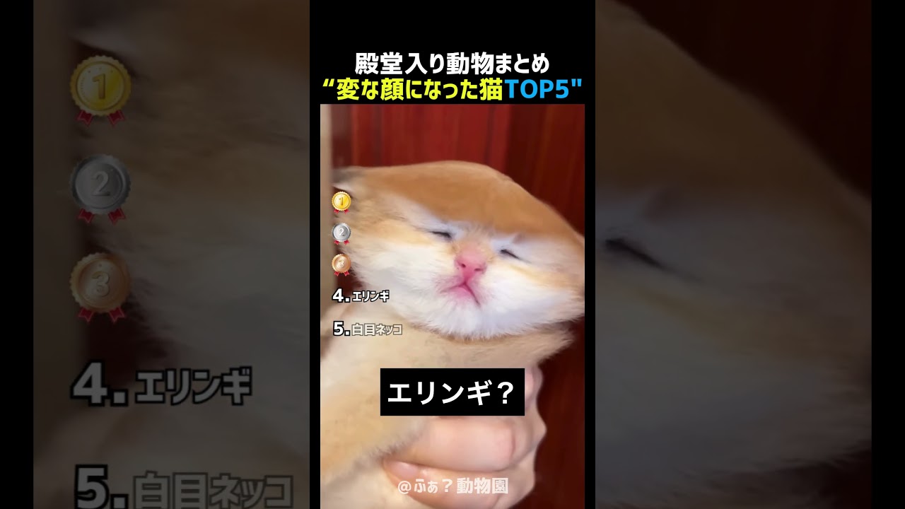 変な顔になってしまった猫TOP5 🐱😹