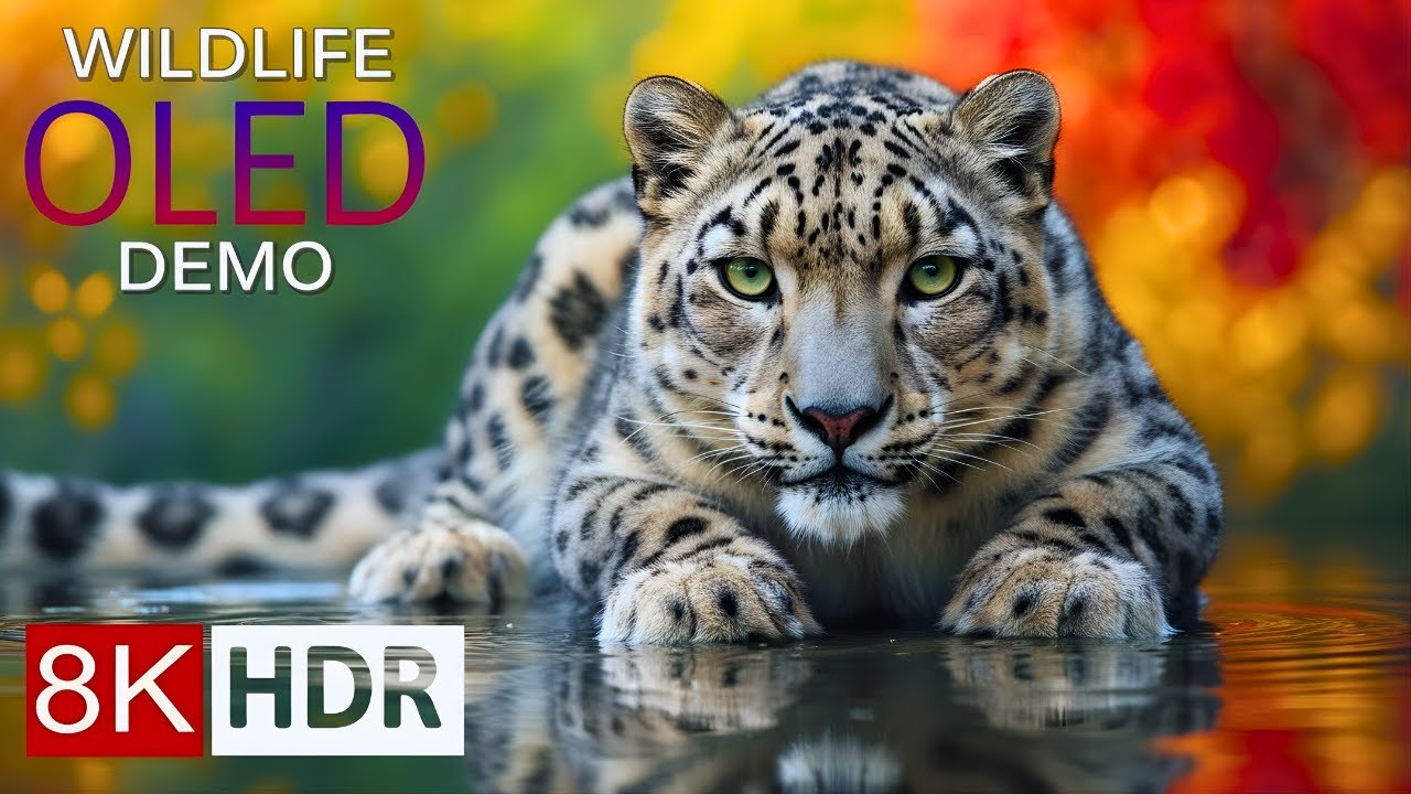 Nature’s Most Beautiful Creatures in 8K HDR | Pure Visual Wonder