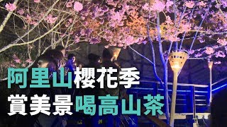 阿里山櫻花季賞美景喝高山茶【央廣新聞】