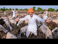 Living Desi Goat Man Life Challenge | Not Easy