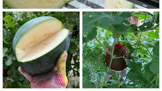 طريقه زراعه البطيخ للنمو للأعلى ومرحل النمو وتعالى شوفو النتيجه The watermelon