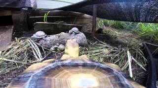 Tortoise Gopro video by GuNSaYa 16 views 9 years ago 57 seconds