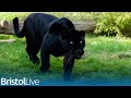 Panther caught on camera near bristol