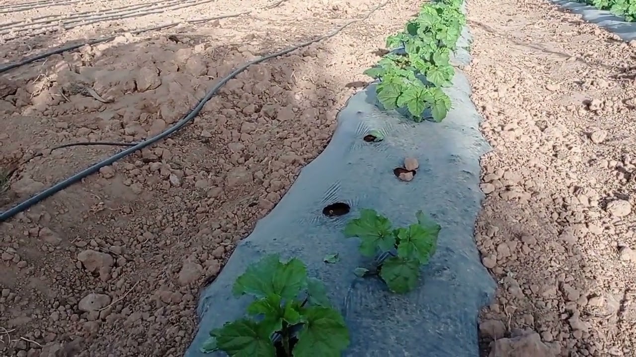 زراعة الملوخية البلدية