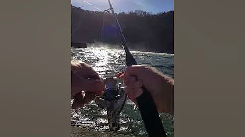 2019-01-06 Wolf Creek Dam, Cumberland river trout pt 1
