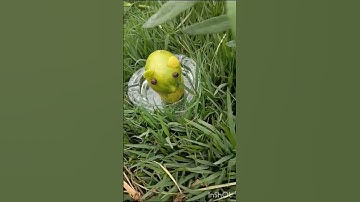 lemon 🍋🍋 Rat#shortvideo #vegetable #shortsfeed #soma  carving creation