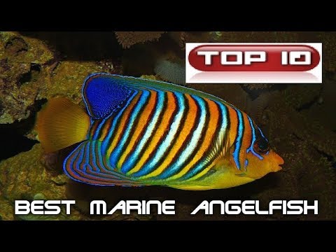 Video: Cos'è Il Pesce Angelo (molluschi)