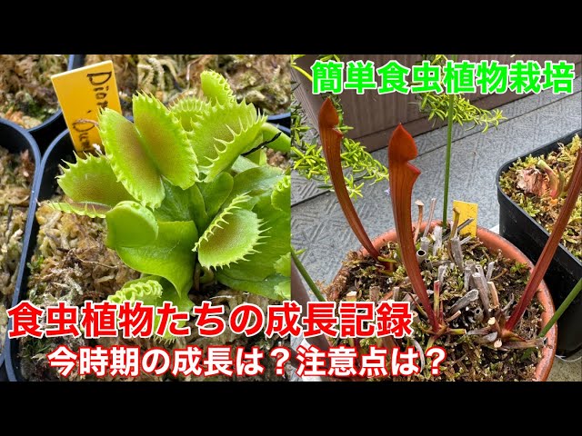 食虫植物たちの成長記録Part1（2026年4月） - YouTube