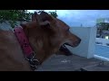 Terror Dog sony hx60v camera test video sample 2014