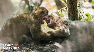 Brawl Erupts Between Monkey Troops | Macaque Island 103