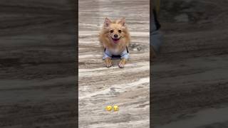 Cute puppy 🐕 #dogs #funny #comedy