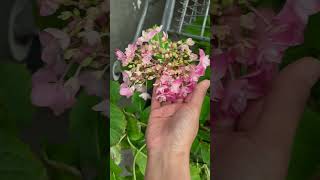 🌸Mother’s Day Memory🌷🙏🏻 |Vlog #010 |Cho Cho