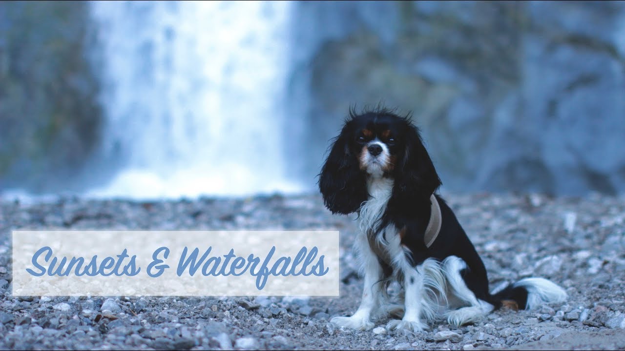 Sunsets & Waterfalls | Cavalier King Charles Spaniel
