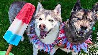 Rocket Pops for Dogs 🎆 Frozen Dog Treat Recipe