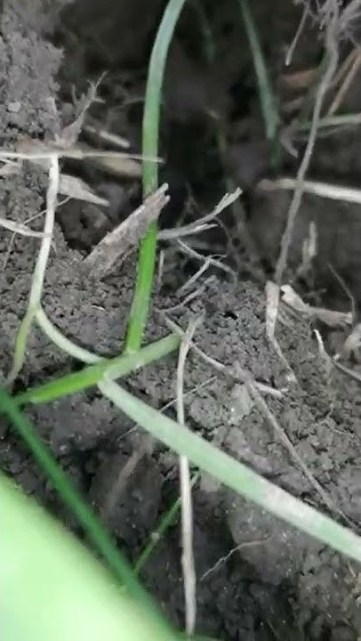 Кротобойка Бурашникова. - YouTube