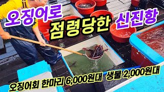 ♤ 오징어위판 전국1위 신진항☆어획량이 많으니 싸게 팔수밖에 없죠~ 여름을 가득 담은 오징어회는 이제 서해바다에서 즐겨보세요!