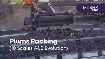 10-scales filler by A&B, packing plums | Milbor PMC