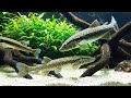 Minimalist Betta Fish 4K 🌑 Alpha Waves for Studying &amp; Reading