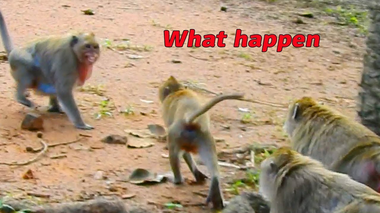 What happen wrong why Marria make Danna scare like this / Monkey Post