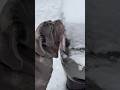 All Everything OFFGRID SNOW #Removal #plow #horse #dog #canecorso