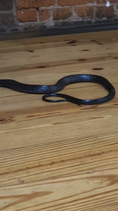 Will Mayhem lunge??? #mayhem #venomoussnakes #snakes #snake #reptiles # ...