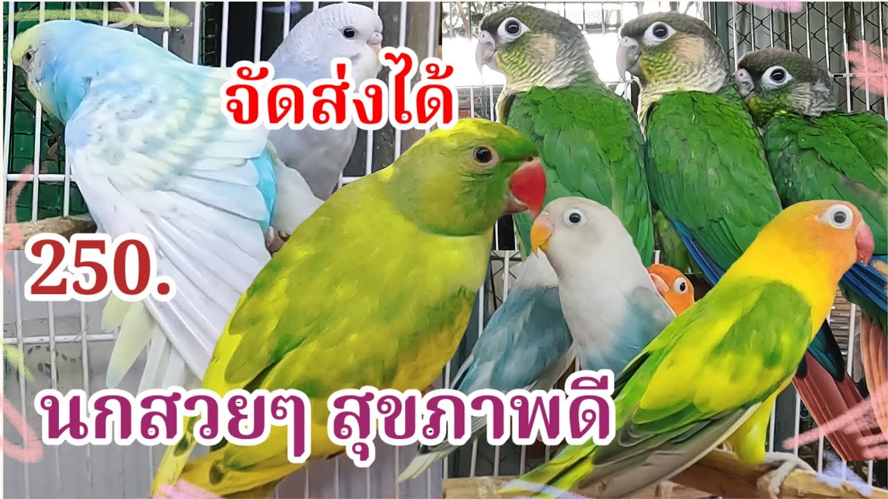 อัปเดตราคานก นกสวยๆ สุขภาพดี จัดส่งได้ จตุจักร2 มีนบุรี ร้านวีณา นกสวยงาม 