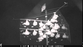 Great Horned Owl visits Purple Martin Colony