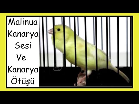 Kanarya Ötüşü Ve Malinua Sesi | Malinois Canary | Waterslager Canary Singing | 2 Saat