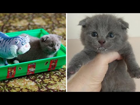 Они не понимали, почему котёнок сидит в лотке и ничего не ест, выяснив причину, люди забили тревогу