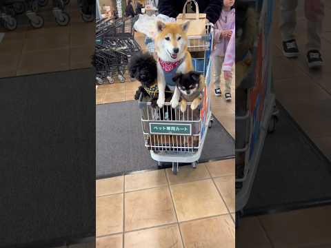 みんなで買い物🐶🐶🐶🐾#柴犬#チワワ #shorts