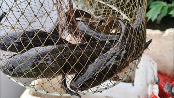 Chuyến Thâm Lờ Cá Lóc Đồng Mùa Mưa Bão Số 13 Trúng Đậm Cái Nào Cũng Dính Cá 40 Cái Đượt Hơn 4 Ký