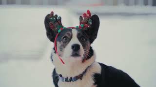 Welsh Corgi Cardigan - tricks by Kristina Chevtaeva 575 views 3 months ago 1 minute, 35 seconds