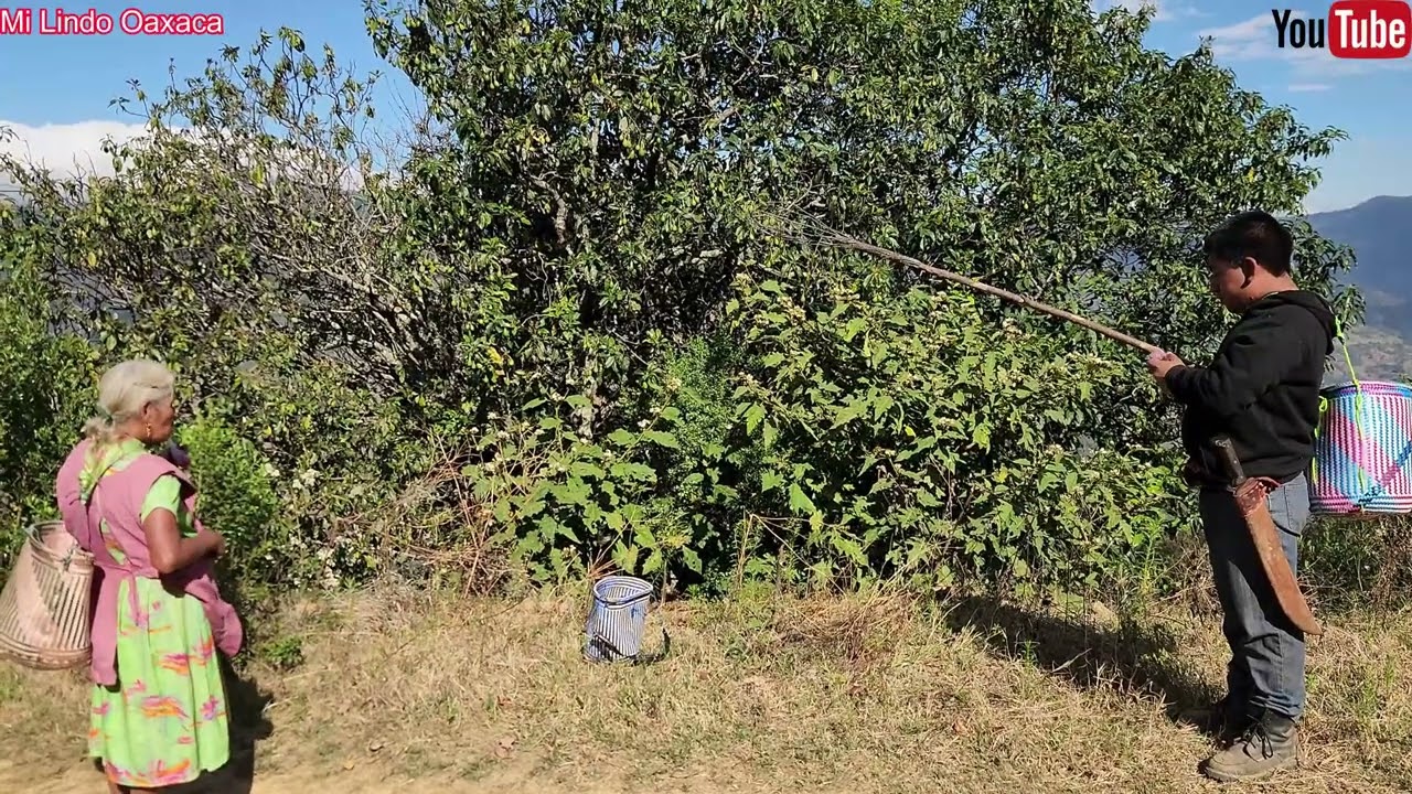 ✅️😃 Hoy fui con mi mamá y mi abuelita a cortar ricos aguacates criollos 