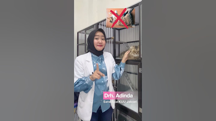 Apakah Boleh Cukur Bulu Kucing Sampai Botak Dok?