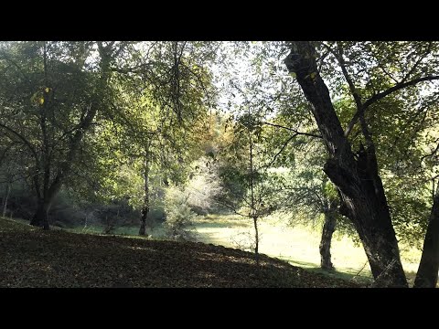 Video: Podivné Výrub Lesov V Čeľabinsku - Alternatívny Pohľad