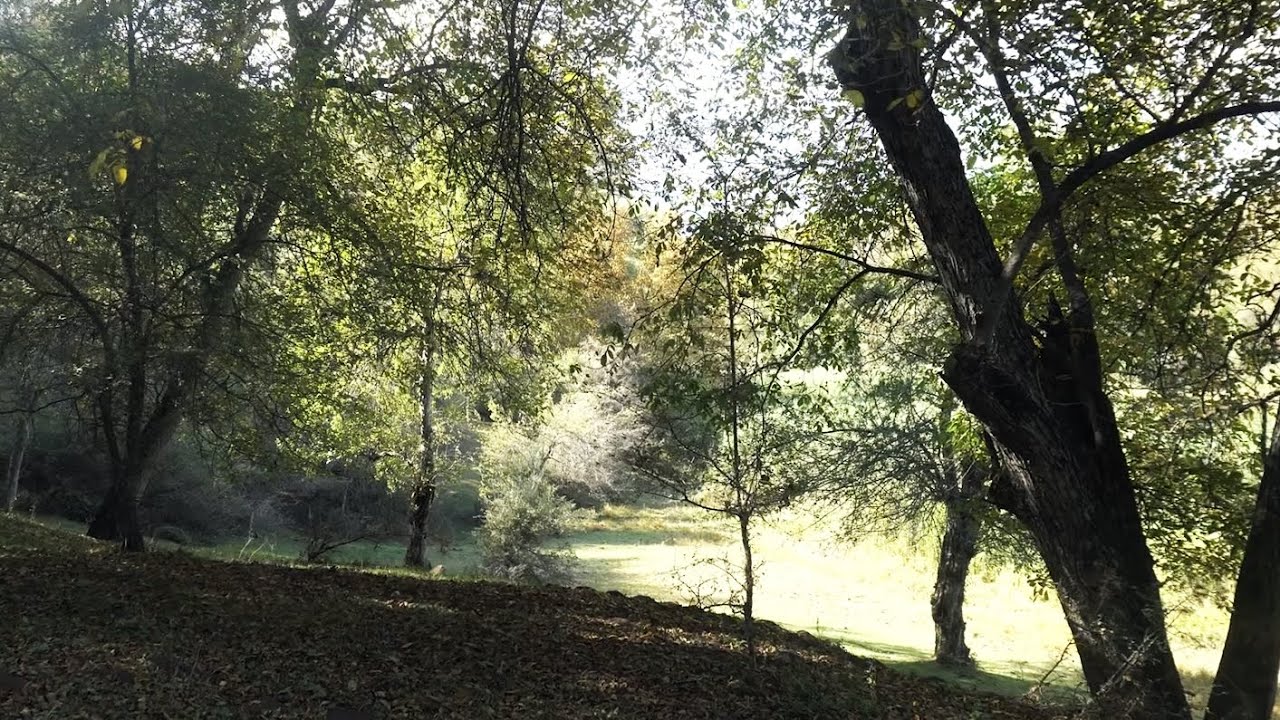 АРСЛАНБОБ: король лесов | АЗИЯ 360°